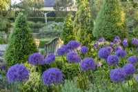 Allium 'Purple Sensation' in the Italian garden - June