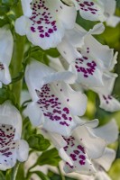 Digitalis purpurea 'Dalmatian White' - foxglove - June 