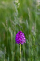 Anacamptis pyramidalis - Pyramidal orchid flowering in summer - July