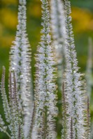 Veronicastrum virginicum 'Album' - Culver's root - August