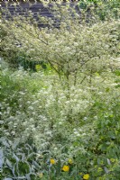 Cornus alternifolia 'Argentea' - variegated pagoda dogwood flowering in summer - June