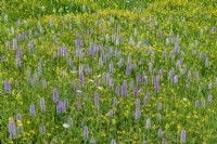 Dactylorhiza fuchsii - Common Spotted Orchids in a meadow - June