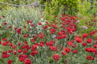 Papaver commutatum 'Ladybird' in a cottage garden border - poppy - June