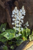 Tiarella 'Appalachian Trail' - foam flower