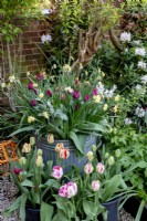 Galvanised container with Tulips including Helmar