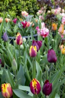 Tulipa 'Helmar'and 'Queen of the Night' in border
