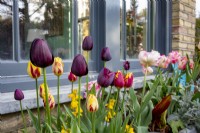 Tulipa 'Queen of the Night',  'Helmar', in window container