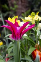 Tulipa 'Dolls Minuet'