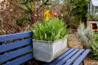 Blue wooden garden seat with old zinc container with tulip 'Helmar' and yellow wallflowers