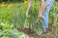 Using a digging fork to help pull the shallots out of the ground