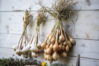 Garlic and Shallots hung up to dry