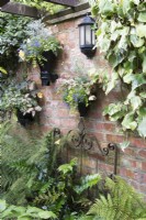 Wall planters made from Victorian grain pipes against old brick wall and metal gate with Dryopteris filix- mas 'Linearis Polydactyla', Cyrtomium fortunei- Japanese Holly Fern and Hedera