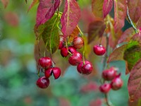 Euonymus oxyphyllus foliage and berries in early September