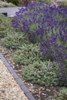Hebe pinguifolia 'Pagei' and Lavandula angustifolia 'Hidcote' in July with a narrow edging of Lucca brick pavers.