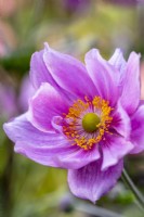 Anemone 'Pamina'