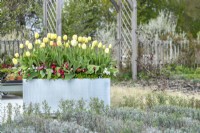 Modern galvanised container planted with Tulipa 'Grand Perfection', 'Ivory Floradale' and underplanted with Bellis perennis 'Carpet'
