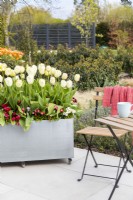  Modern galvanised container planted with Tulipa 'Grand Perfection', 'Ivory Floradale' and underplanted with Bellis perennis 'Carpet'.