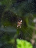 Araneus diadematus European garden spider in web  Mid September