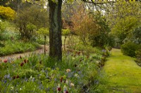 A border of Tulipa 'Apeldorn', Tulipa 'Apricot Pride' and Hyacinthoides non scripta - English Bluebells under a tree beside a lawned path.