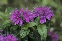 Monarda 'Leading Lady Plum' - Bee balm 