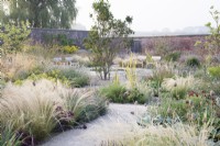 View of the Mediterranean area in the contemporary walled Paradise Garden, in Autumn. Planting includes Stipa lessingiana, Catananche caerulea, Rosa Glauca, Stipa gigantea, Verbascum, Cotinus 'Flame', Euonymus 'Red Cascade', Allium sphaerocephalon and Stachys byzantina â€˜Big Earsâ€™ 