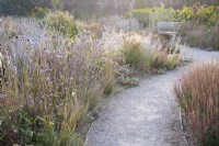 View of the Mediterranean area in the contemporary walled Paradise Garden, in Autumn. Planting includes Salvia 'Little Spire', Salvia and Succisa pratensis - Devil's bit scabious