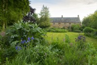 Iris sibirica  'Flight of Butterflies' in a border in front of Lower Severalls Farmhouse