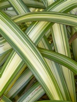 Phormium 'Duet' - New Zealand flax