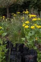 The Yeo Valley Organic garden is planted up an informal country style with, Rudbeckia laciniata 'Herbstonne', Salvia love and wishes, Persicaria amplexicaulis 'Rosea' and a mixture of grasses with Salix alba in the distance. 
