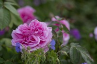 Dew covered Rosa 'Gertrude Jekyll' surrounded by blue geraniums