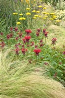 Border with Stipa tenuissima, Monarda 'Gardenview Scarlet' and Achillea filipendulina 'Gold Plate'