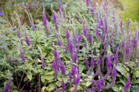 Teucrium hircanicum