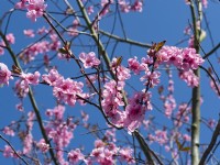 Prunus 'Kursar' March Spring
