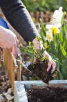 Replanting perennial herbs - mint.