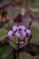 Bartlettina sordida with Bumble Bee - Bombus sp.