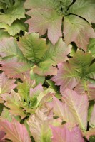 Rodgersia podophylla foliage