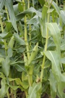 Zea mays 'Swift' growing outside