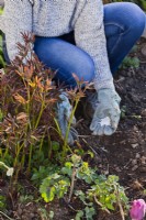 Woman applying fertilizer around Paeonia clump a month before flowering to improve growing conditions.
