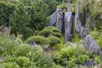 Waterfall cascades down rocks with a calm green, white and purple planting in the foreground, punctuated by cloud-pruned pines Pinus mugo 'Gnom', and backed by Pinus cembra. Foreground plants include Salvia nemerosa 'Caradonna' and Astrantia major 'Star of Billion'. Bodmin Jail: 60degrees East - A Garden between Continents.