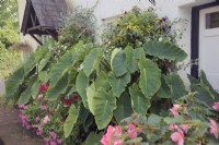 Colocasia esculenta growing large planters in the shade in the United Kingdom