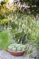 Pot of echeverias below dieramas in July