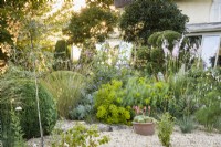 Gravel garden with pot of echeverias surrounded by plants including herbaceous perennials, grasses and clipped box in July