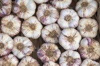 Allium Sativum - Garlic 'Violet De Cadours' bulbs