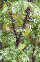 Solanum atropurpureum - Purple devil with unripe fruit