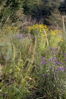 Rudbeckia subtomentosa, Symphyotrichum laeve 'Arcturus' syn. Aster, Acanthus hungaricus and Pennisetum macrourum in September