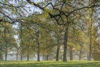 View of a stand of oak trees in a parkland garden in Spring - April