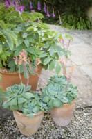 Pots of echeverias beside pot of melianthus in July