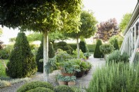 A terrace outside in July featuring clipped evergreens including yew and box, and lollipop trained Crataegus x lavallei 'Carrierei'.