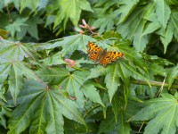 Comma Butterfly - Polygonia c-album  resting on Acer palmatum - Japanese Maple October 