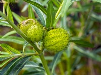 Gomphocarpus physocarpus, 'balloonplant'